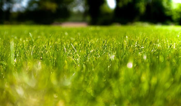 Close-up of healthy green grass