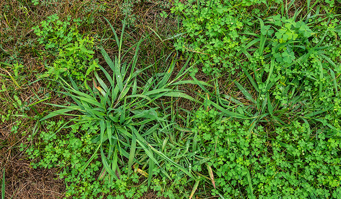 Lawn with weed infestation