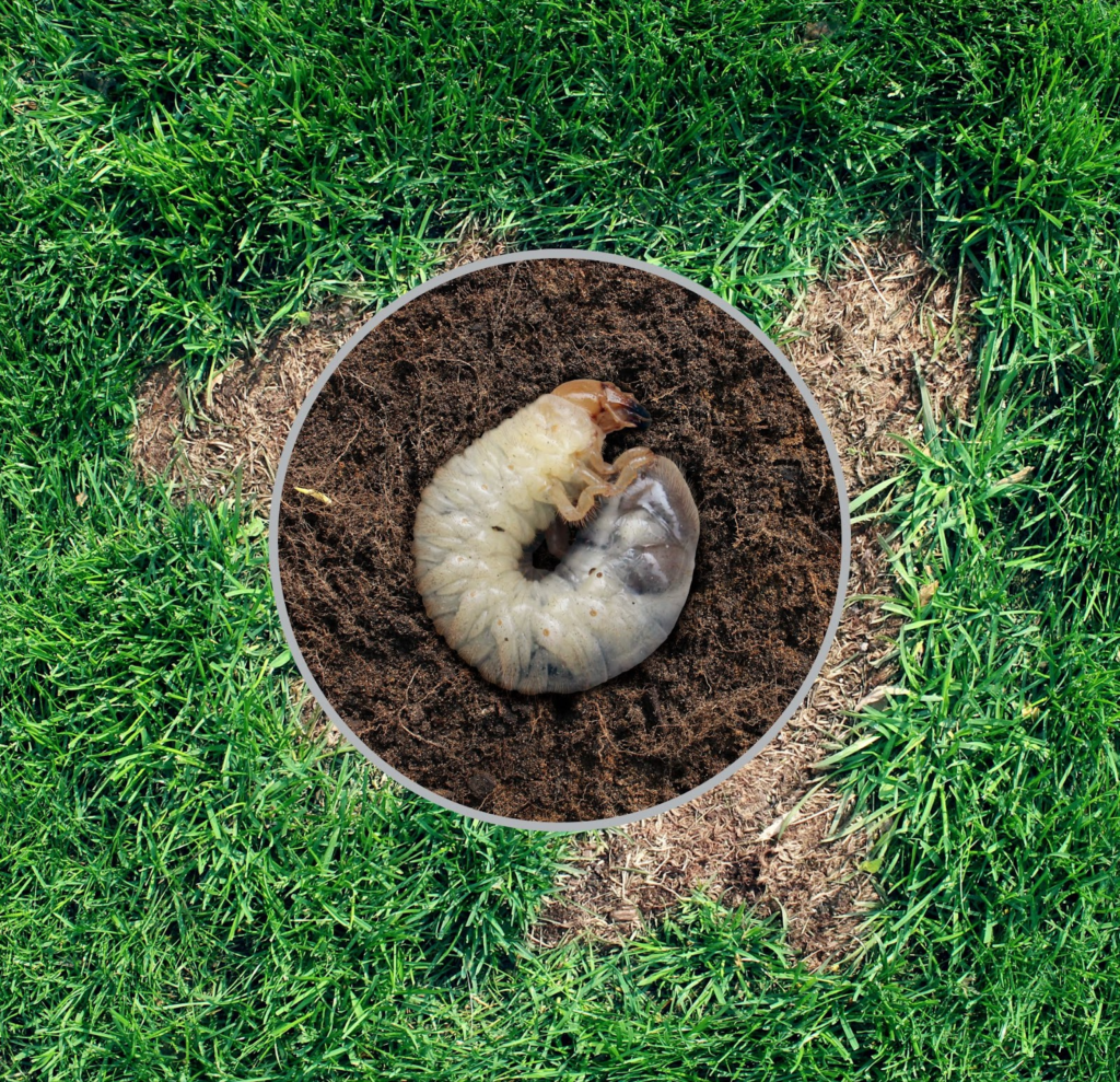 5 Ways to Get Rid of Utah Lawn Grubs