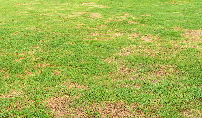 Here's What Causes Lawn Disease (And How to Fix It)