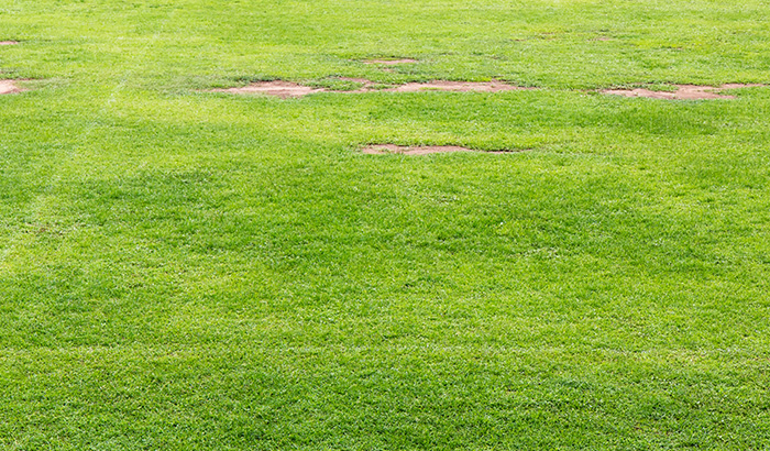 5 Signs Your Lawn Is Diseased (And What To Do About It)
