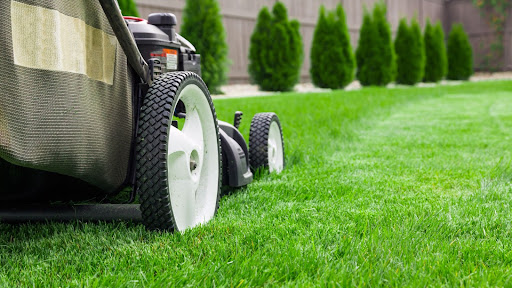 Addressing Lawn Diseases: Your Action Plan for a Healthier Lawn