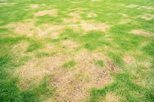 Irregular Growth Patterns: Decoding Lawn Health Through Growth