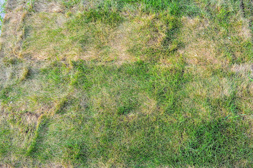 Presence of Patches or Rings: Deciphering Circular Lawn Clues