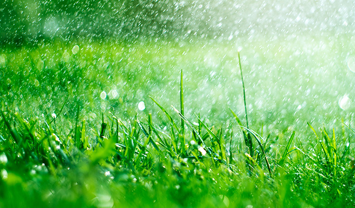 Water Sprinkler on Lawn
