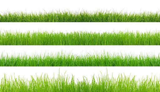 Choosing the Right Type of Grass Key to a Thriving Lawn