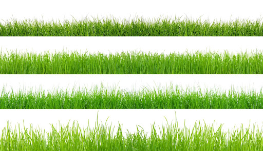 Choosing the Right Type of Grass Key to a Thriving Lawn