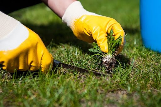 Weed Control Guiding Your Lawn Through Its Botanical Battles