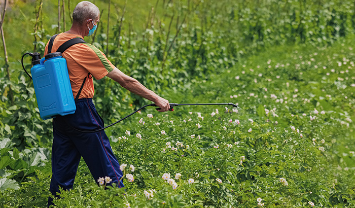 Lawn Pests: 8 Pests That Can Harm Your Lawn and How to Eradicate Them