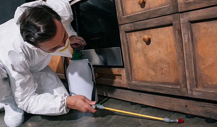 A professional inspecting kitchen cabinets for signs of pests.