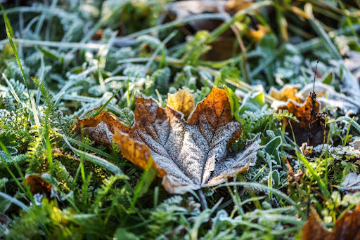 Winter Lawn Care