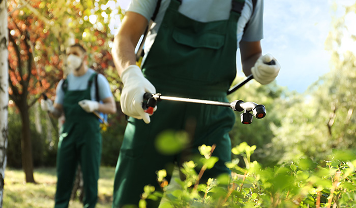 Pest Control Professional Spraying Plants