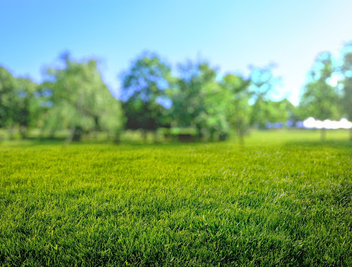 Your lawn an initial assessment