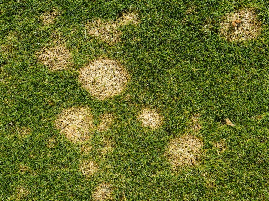 7 common lawn diseases