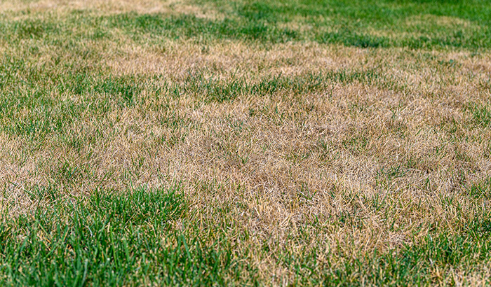 A lawn showing brown patches, indicating potential pest infestation or disease.