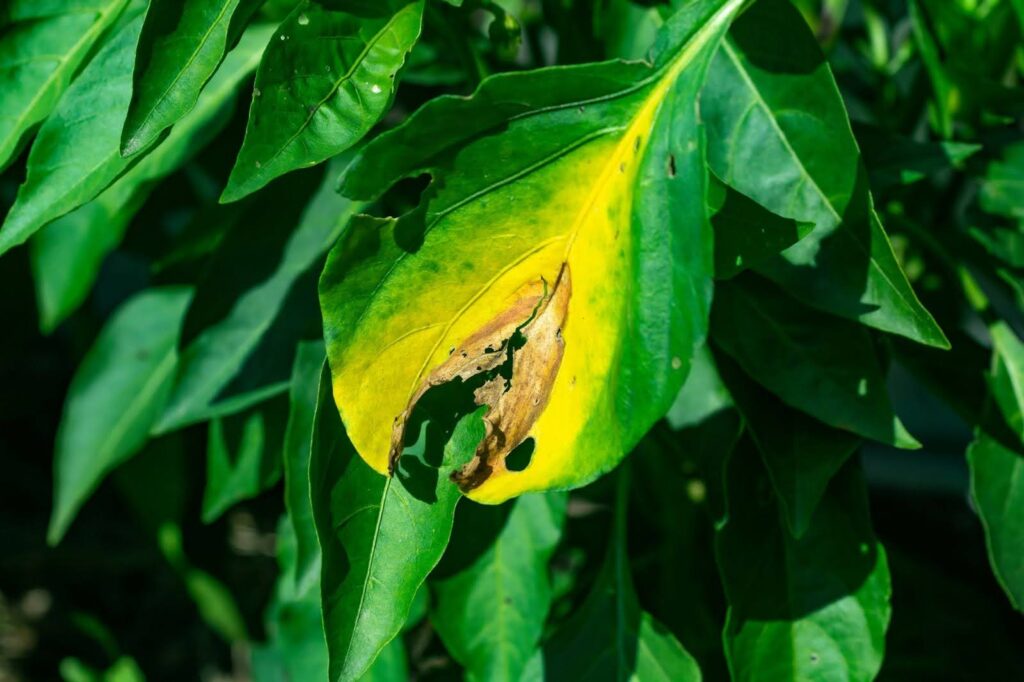 Fusarium blight