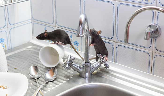 Rats in the Kitchen