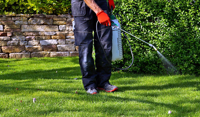 Man In Black Shirt And Red Gloves Spraying Lawn For Pest Control And Defense