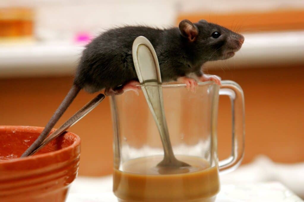 A small rat perched on a cup of coffee, with Black Widow Season, Pest Control, Pest Infestations in mind