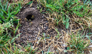 A hole in the ground filled with grass and dirt, suitable for lawn services.