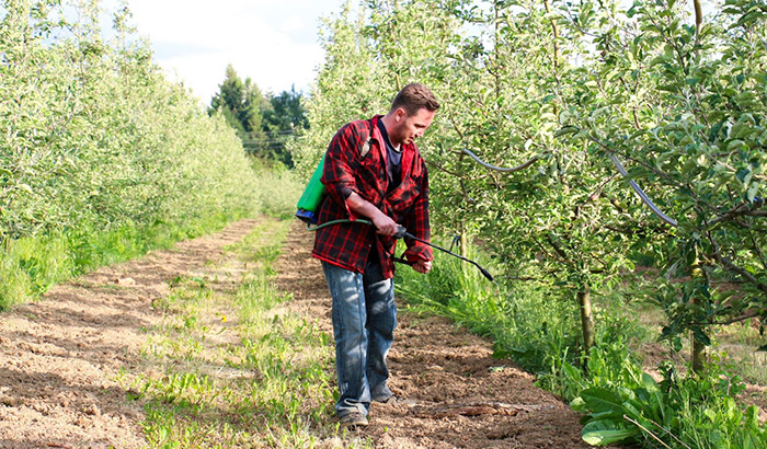 Weed lawn control in spring, tackling common lawn weeds for a lush garden